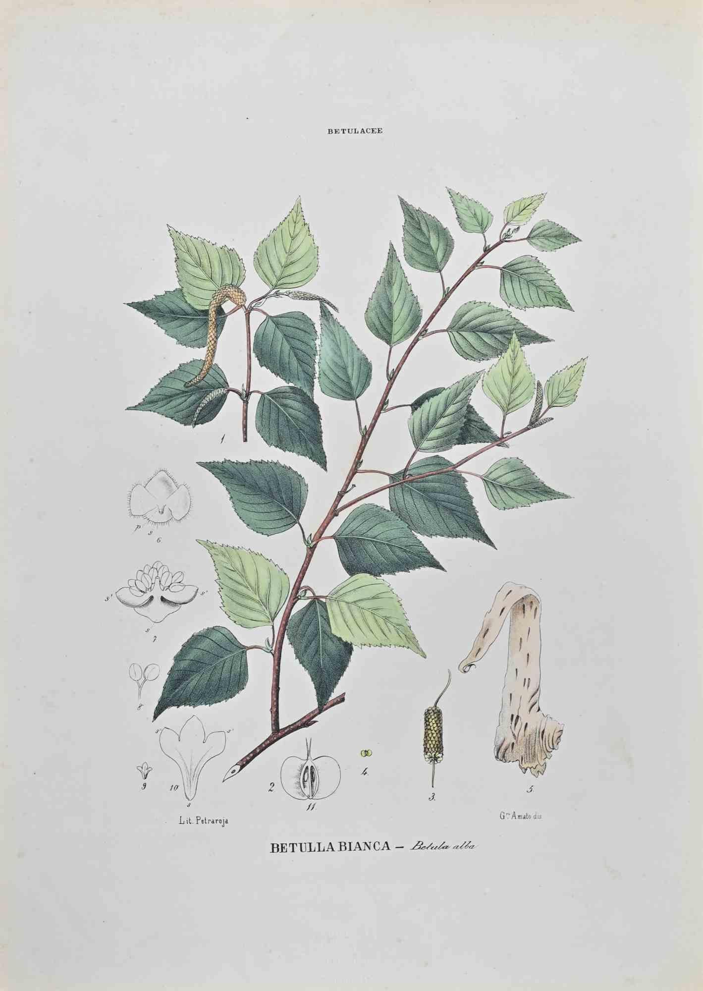 Lithograph hand watercolored.

Belongs to the Series "Atlante di Botanica popolare ossia Illustrazione di Piante Notevoli di ogni famiglia" (Atlas of popular botany or illustration of notable plants of each family), published in Napoli, by Raimondo