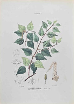 Weiße Birke – Lithographie von Vincenzo Tenore – 1870er Jahre