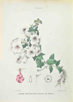 Weiß-Lila Achimene - Lithographie von Vincenzo Tenore - 1870er Jahre