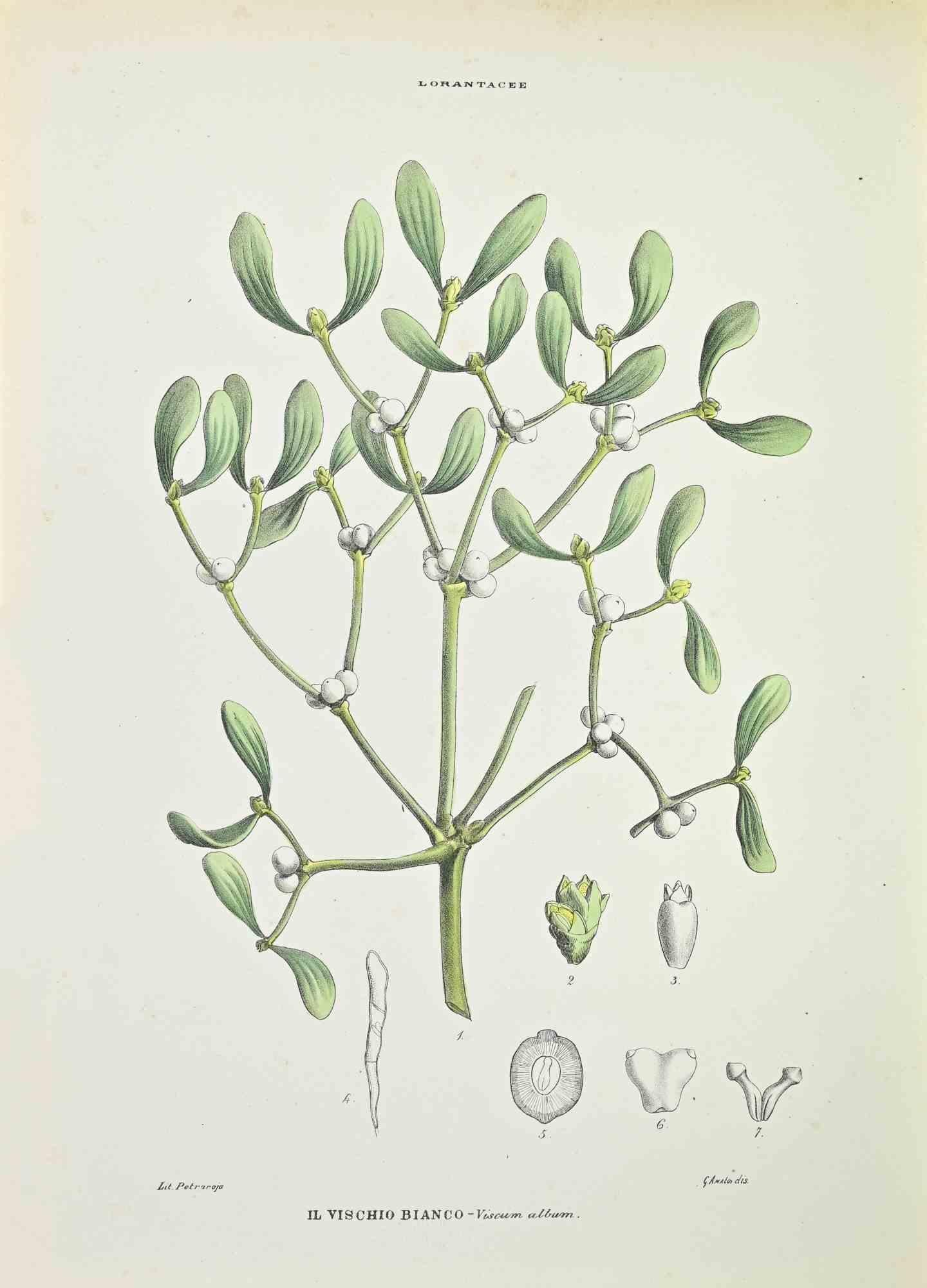 Lithograph hand watercolored.

Belongs to the Series "Atlante di Botanica popolare ossia Illustrazione di Piante Notevoli di ogni famiglia" (Atlas of popular botany or illustration of notable plants of each family), published in Napoli, by Raimondo