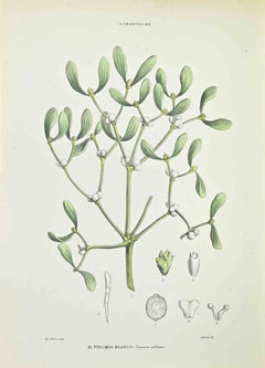 White Mistletoe - Lithograph by Vincenzo Tenore - 1870s
