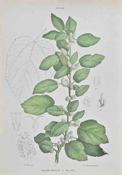Antique White Mulberry - Lithograph by Vincenzo Tenore - 1870s
