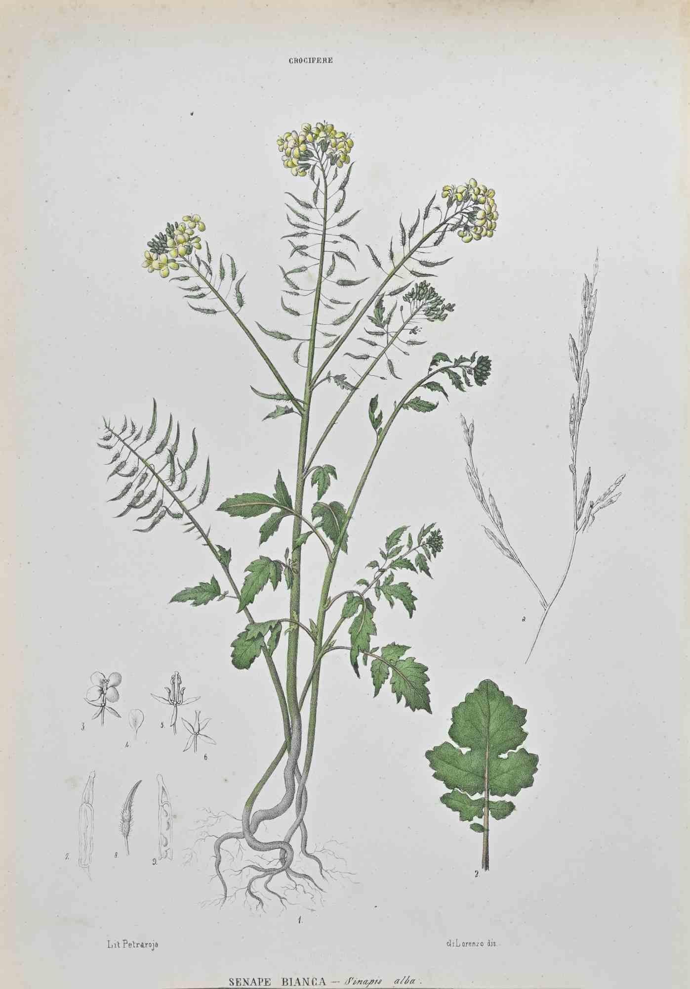 Lithographie aquarellée à la main.

Appartient à la série "Atlante di Botanica popolare ossia Illustrazione di Piante Notevoli di ogni famiglia" (Atlas de botanique populaire ou illustration des plantes remarquables de chaque famille), publiée à