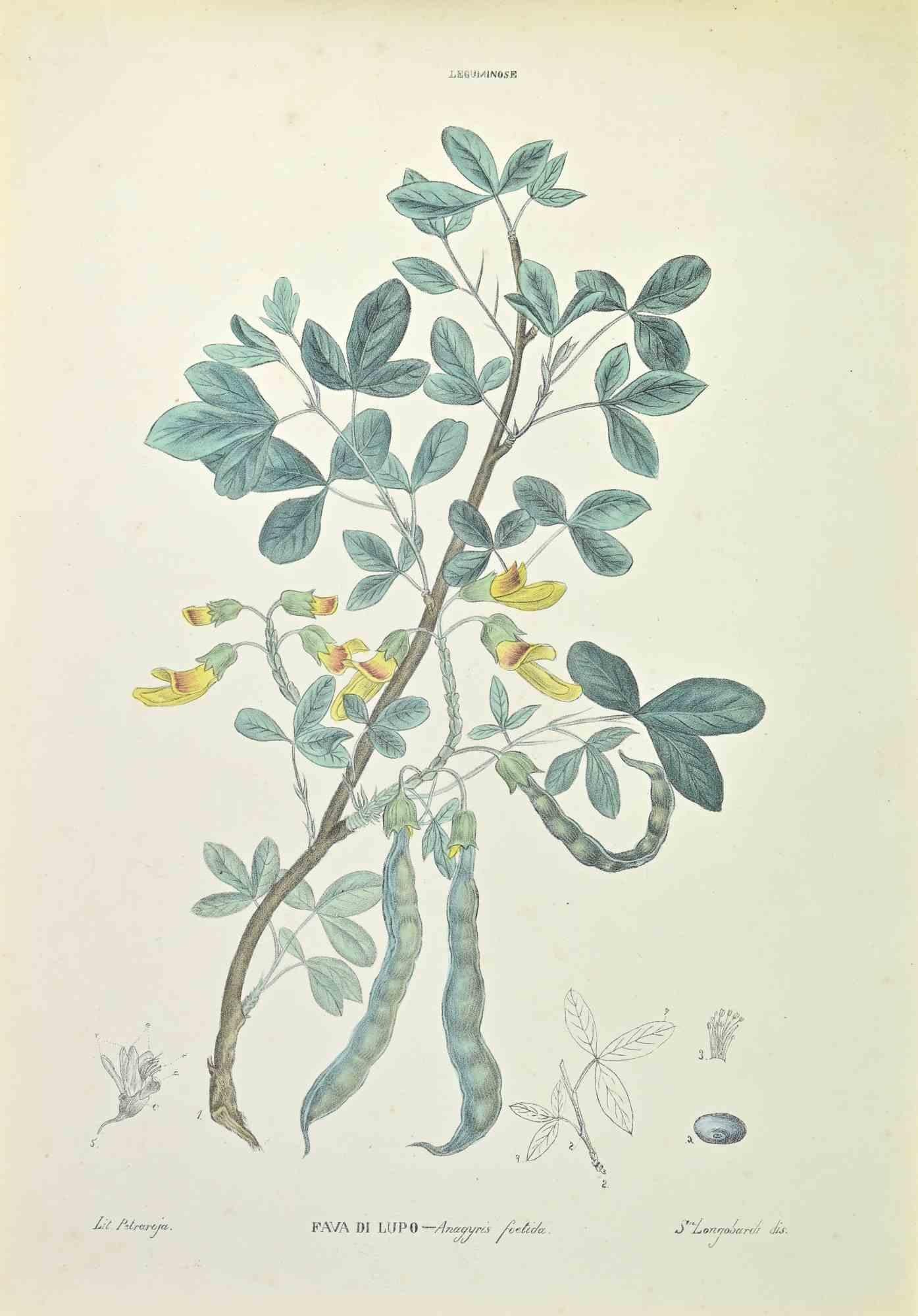 Wolf Bean - Lithographie de Vincenzo Tenore - années 1870