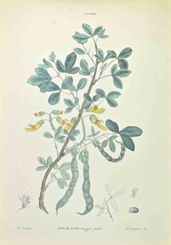 Antique Wolf Bean - Lithograph by Vincenzo Tenore - 1870s