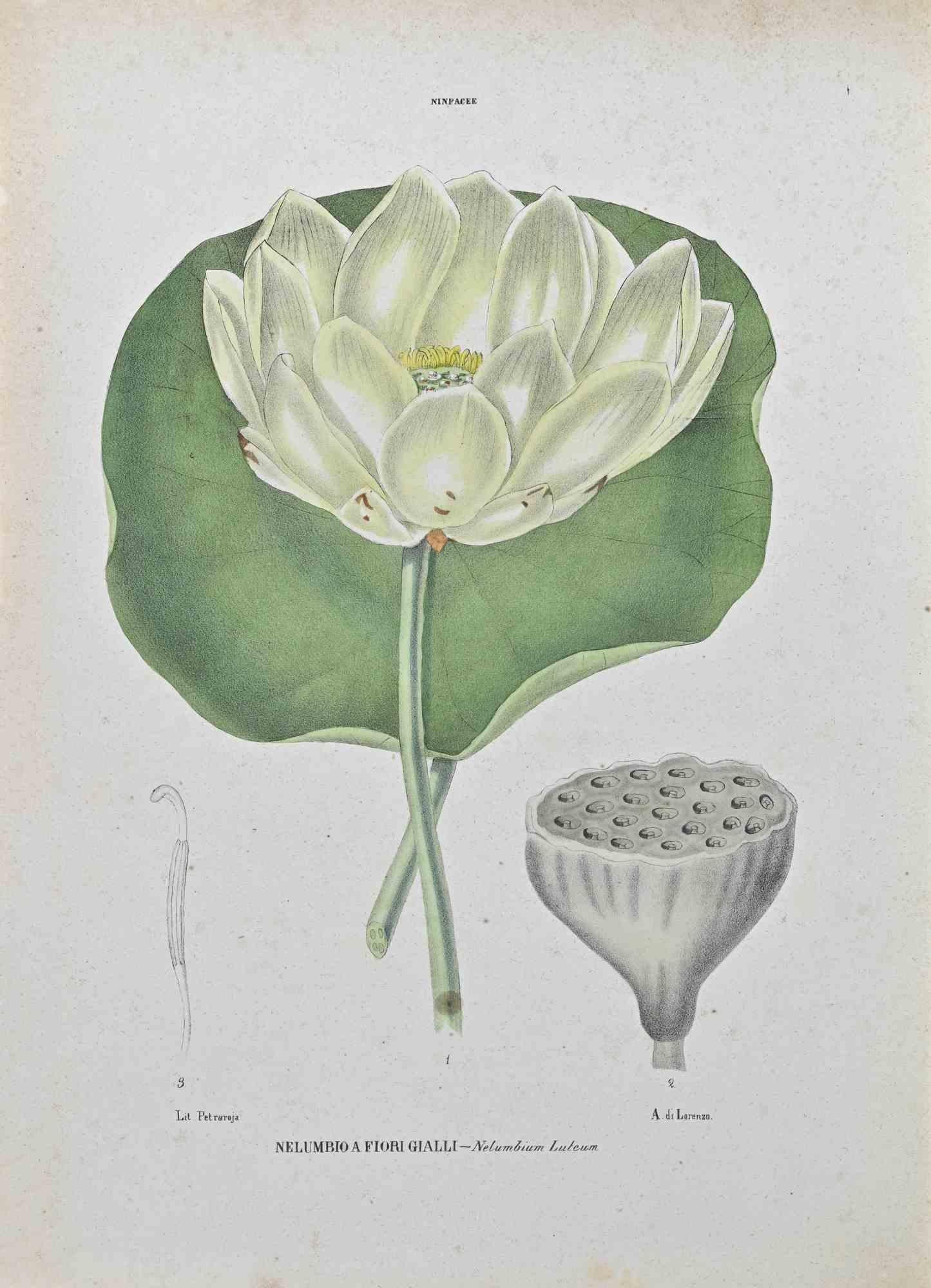 Lithographie aquarellée à la main.

Appartient à la série "Atlante di Botanica popolare ossia Illustrazione di Piante Notevoli di ogni famiglia" (Atlas de botanique populaire ou illustration des plantes remarquables de chaque famille), publiée à