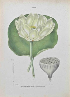 Antique Yellow-flowered Nelumbia - Lithograph by Vincenzo Tenore - 1870s