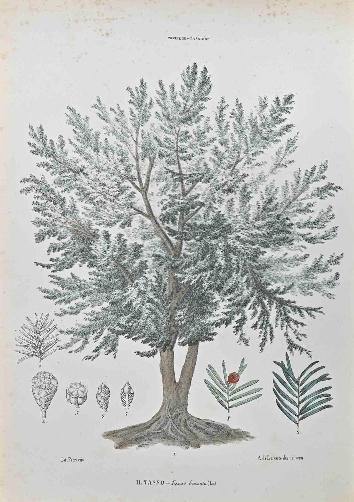 Eibenbaum – Lithographie von Vincenzo Tenore – 1870er Jahre