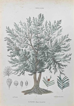 Yew Tree - Lithograph by Vincenzo Tenore - 1870s