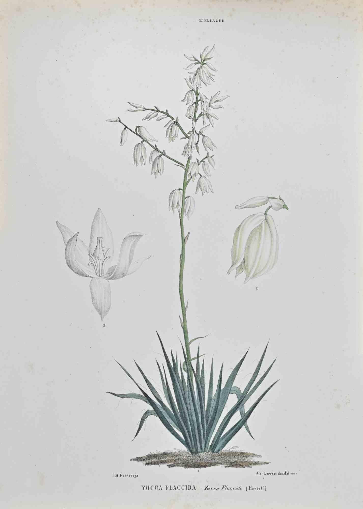Lithograph hand watercolored.

Belongs to the Series "Atlante di Botanica popolare ossia Illustrazione di Piante Notevoli di ogni famiglia" (Atlas of popular botany or illustration of notable plants of each family), published in Napoli, by Raimondo