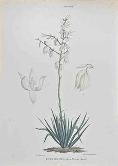 Antique Yucca Flaccida - Lithograph by Vincenzo Tenore - 1870s
