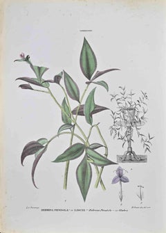 Zebrina Pendula - Lithographie von Vincenzo Tenore - 1870er Jahre
