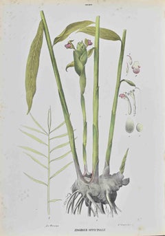 Zingiber Officinale - Lithographie von Vincenzo Tenore - 1870er Jahre