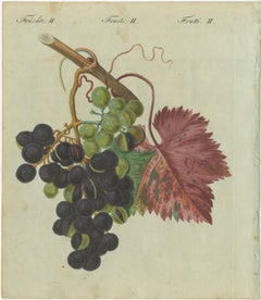 Vineyard Treasures: Exquisite Hand-Colored 19th-Century Grapevine Engraving