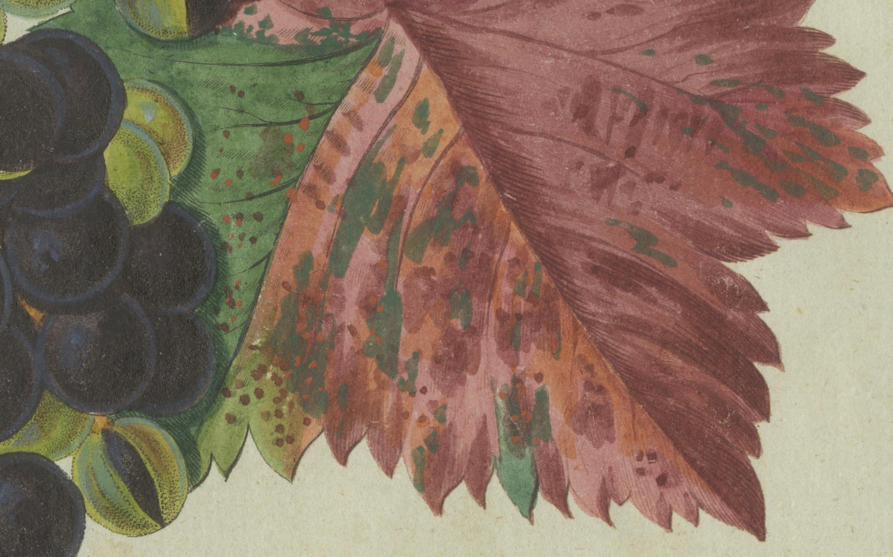 Engraved Vineyard Treasures: Exquisite Hand-Colored 19th-Century Grapevine Engraving For Sale