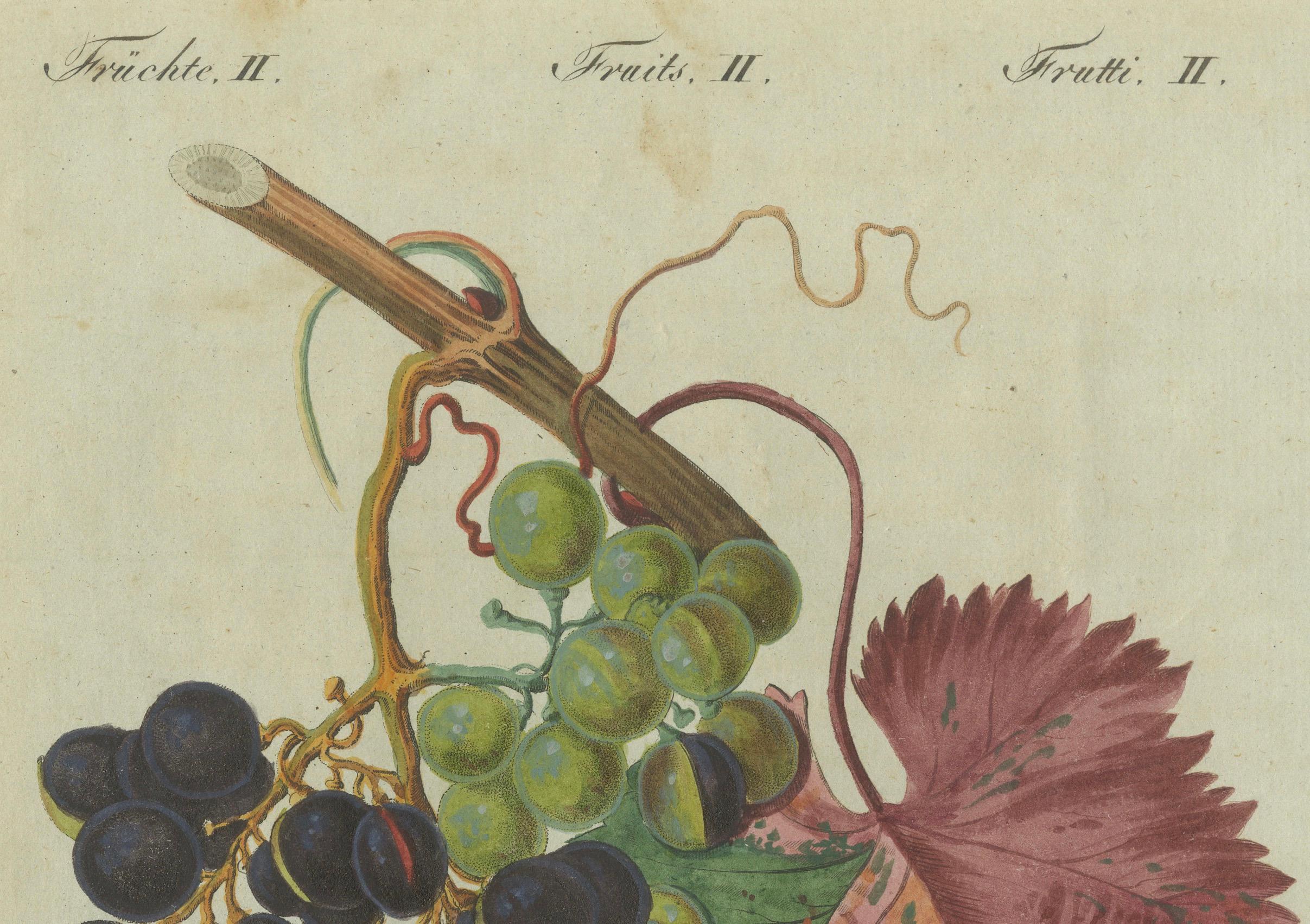 Vineyard Treasures: Exquisite Hand-Colored 19th-Century Grapevine Engraving In Good Condition For Sale In Langweer, NL