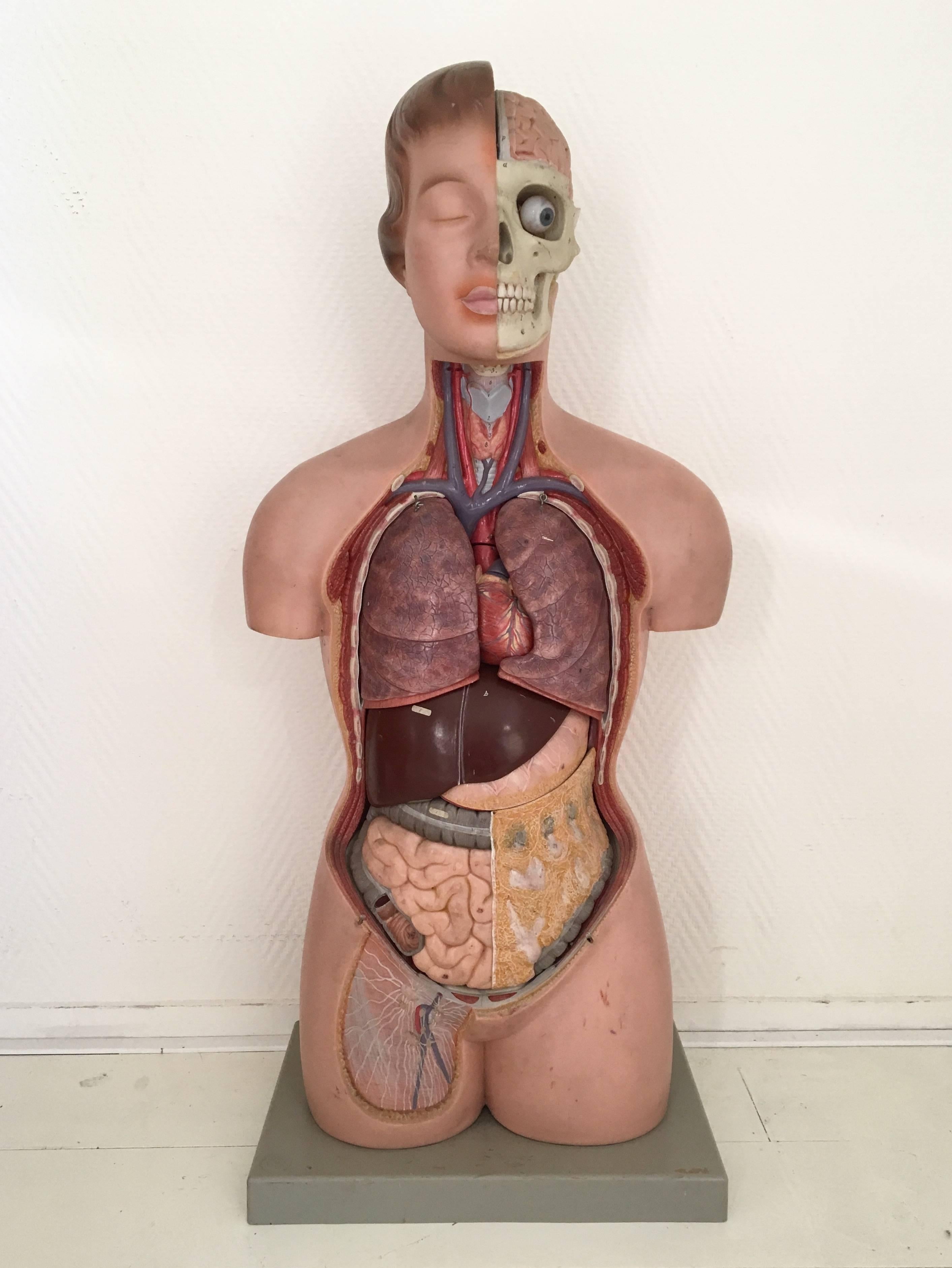 This very complete vintage Female torso was manufactured in Germany by Marcus Sommer, 'Somso'. It features a natural size model, AS 40, in Somso-plast. The thoracic/abdominal wall can be removed. Separates into 13 parts;
- Eye
- Halves of the lungs