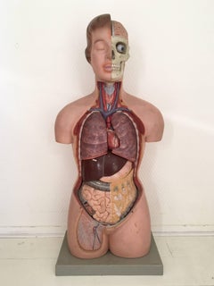 Vintage, Anatomical, Didactic Torso, Female Bust with Head, Somso, 1960s