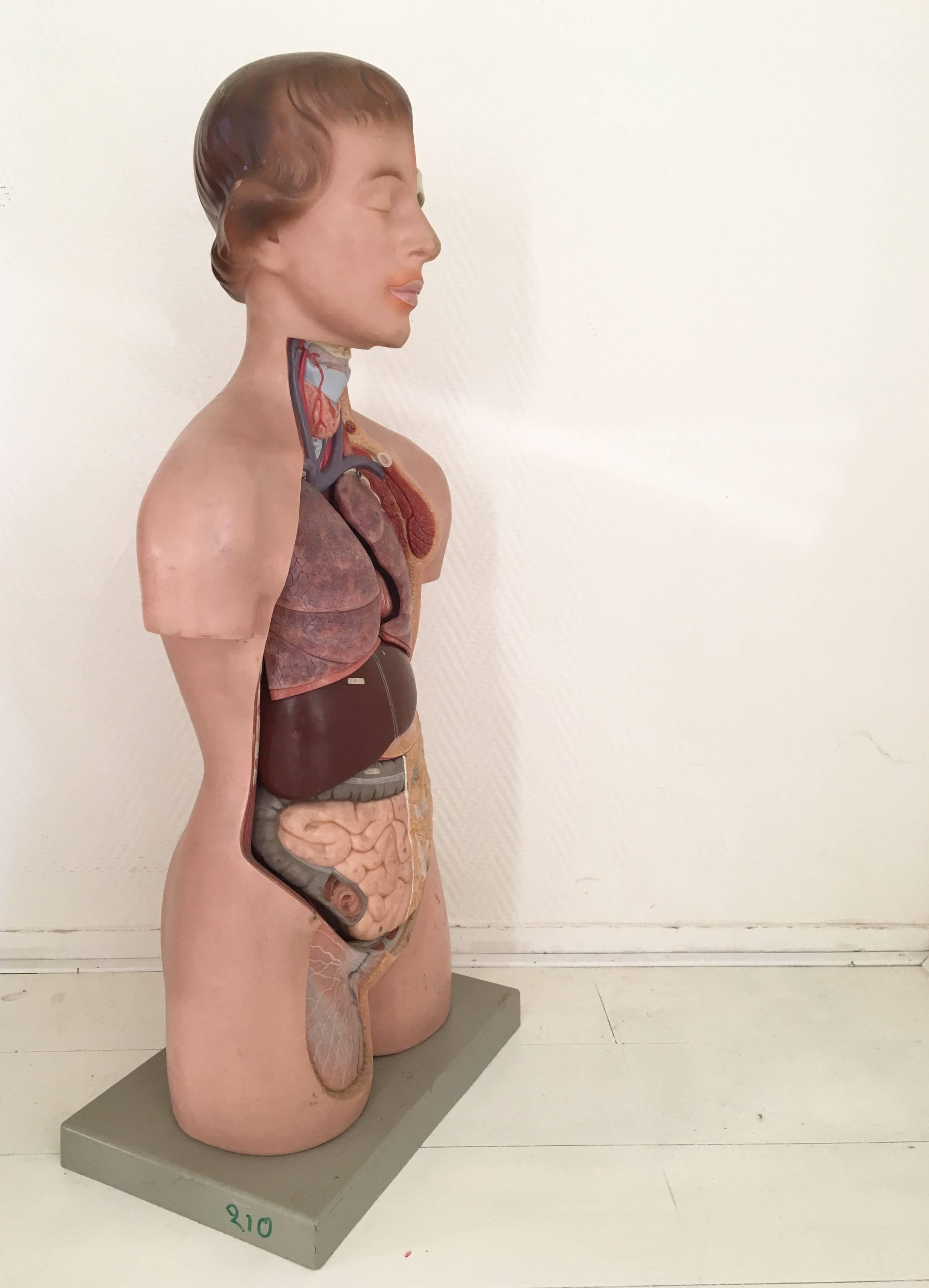 Anatomischer, disziplinärer Torso, weibliche Büste mit Kopf, Somso, 1960er Jahre (Industriell) im Angebot