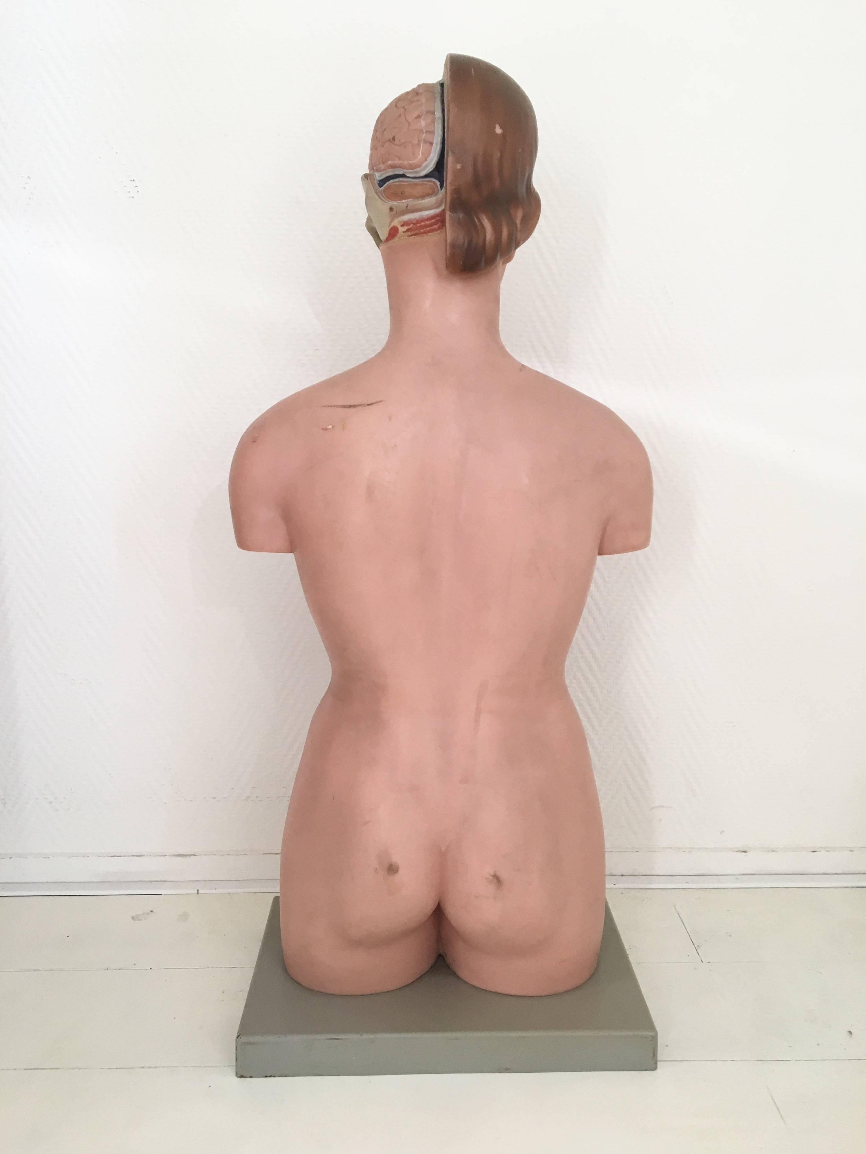 Anatomischer, disziplinärer Torso, weibliche Büste mit Kopf, Somso, 1960er Jahre (Deutsch) im Angebot