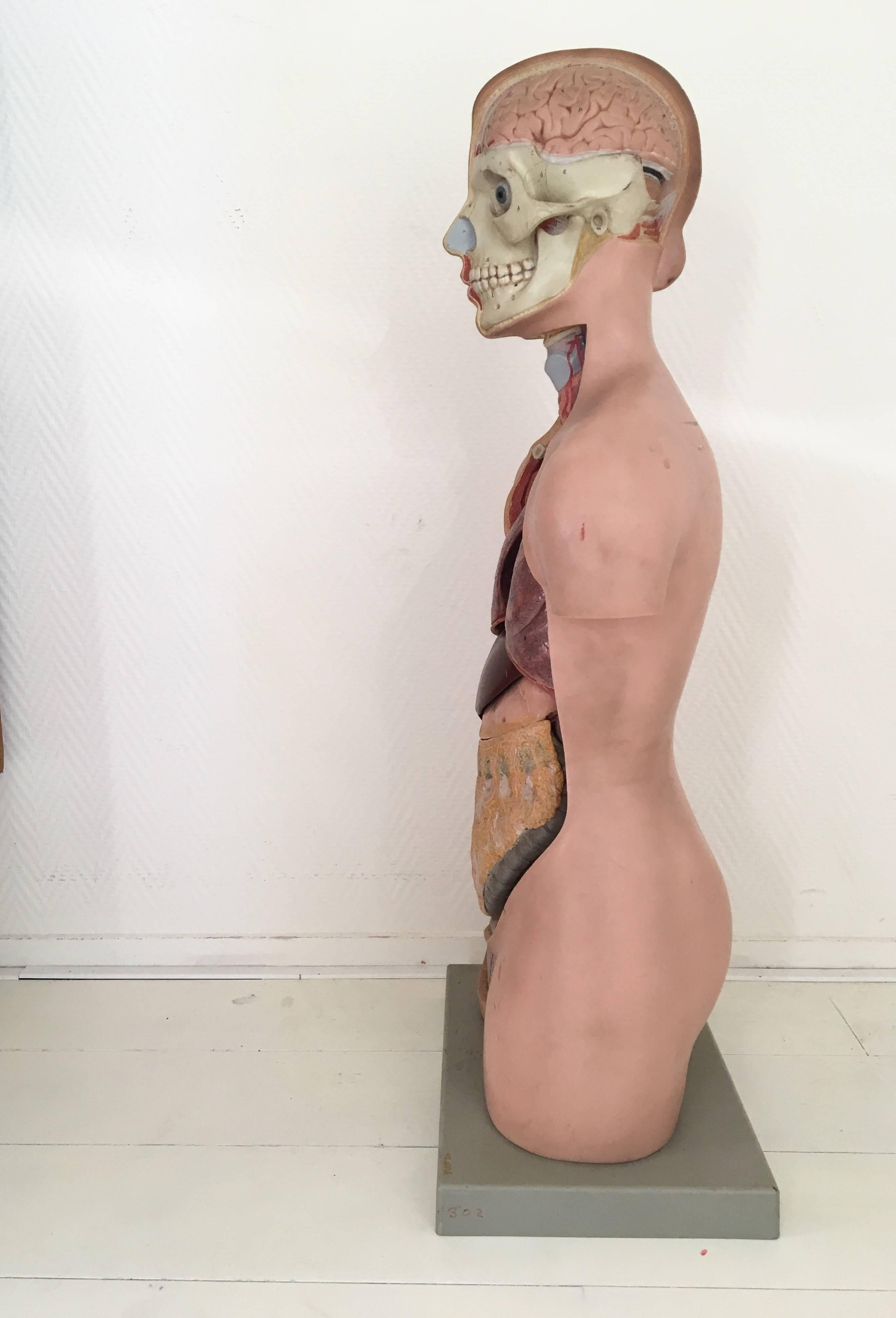 20ième siècle Vieux torse anatomique, didactique, buste de femme avec tête, somso, années 1960 en vente