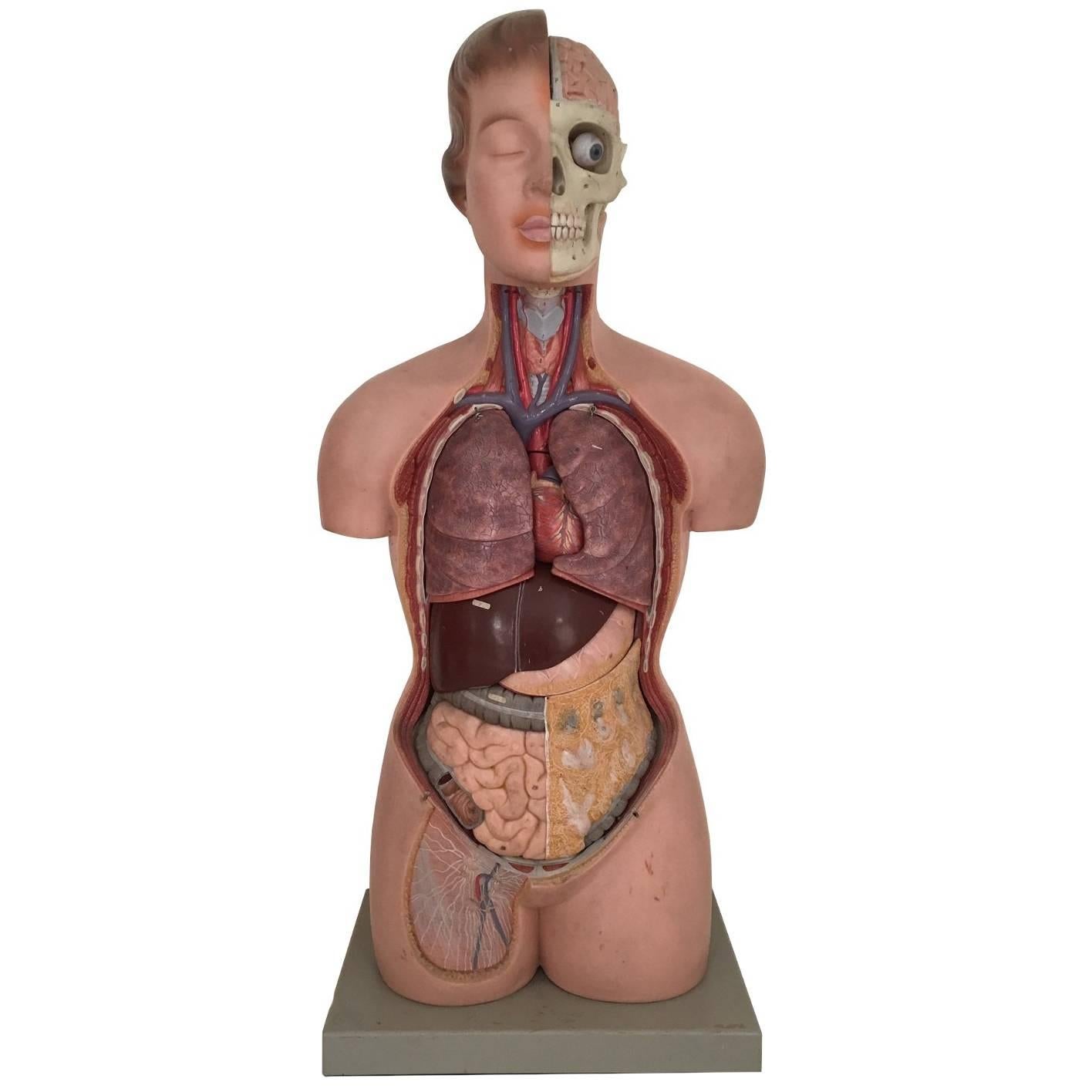 Vieux torse anatomique, didactique, buste de femme avec tête, somso, années 1960 en vente