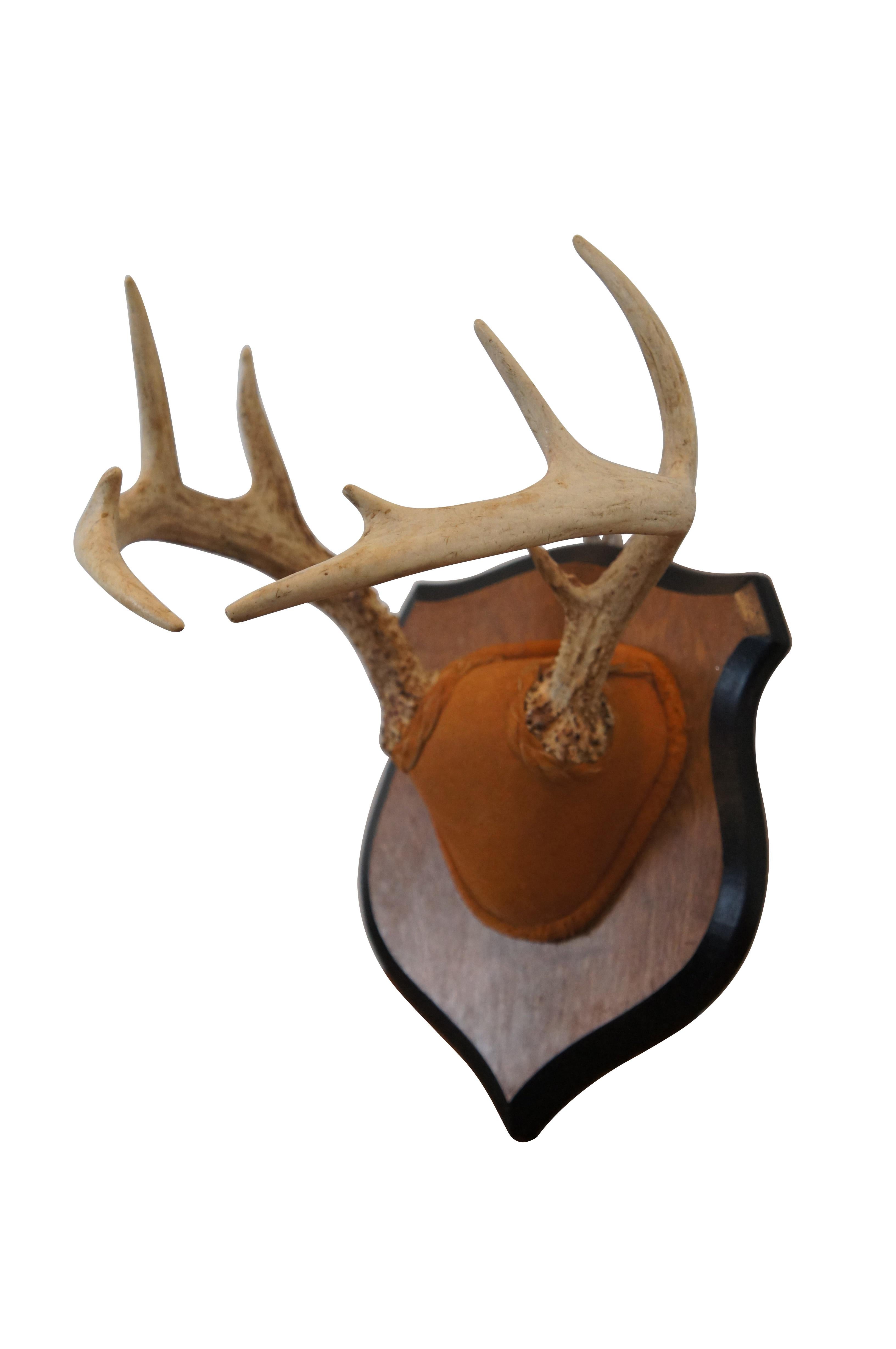 Vintage taxidermy Trophäe eines zehn Punkt Hirschgeweih Rack mit Wildleder über den Schädel Kappe, montiert auf einem heraldischen Schild Plaque.

Abmessungen:
9