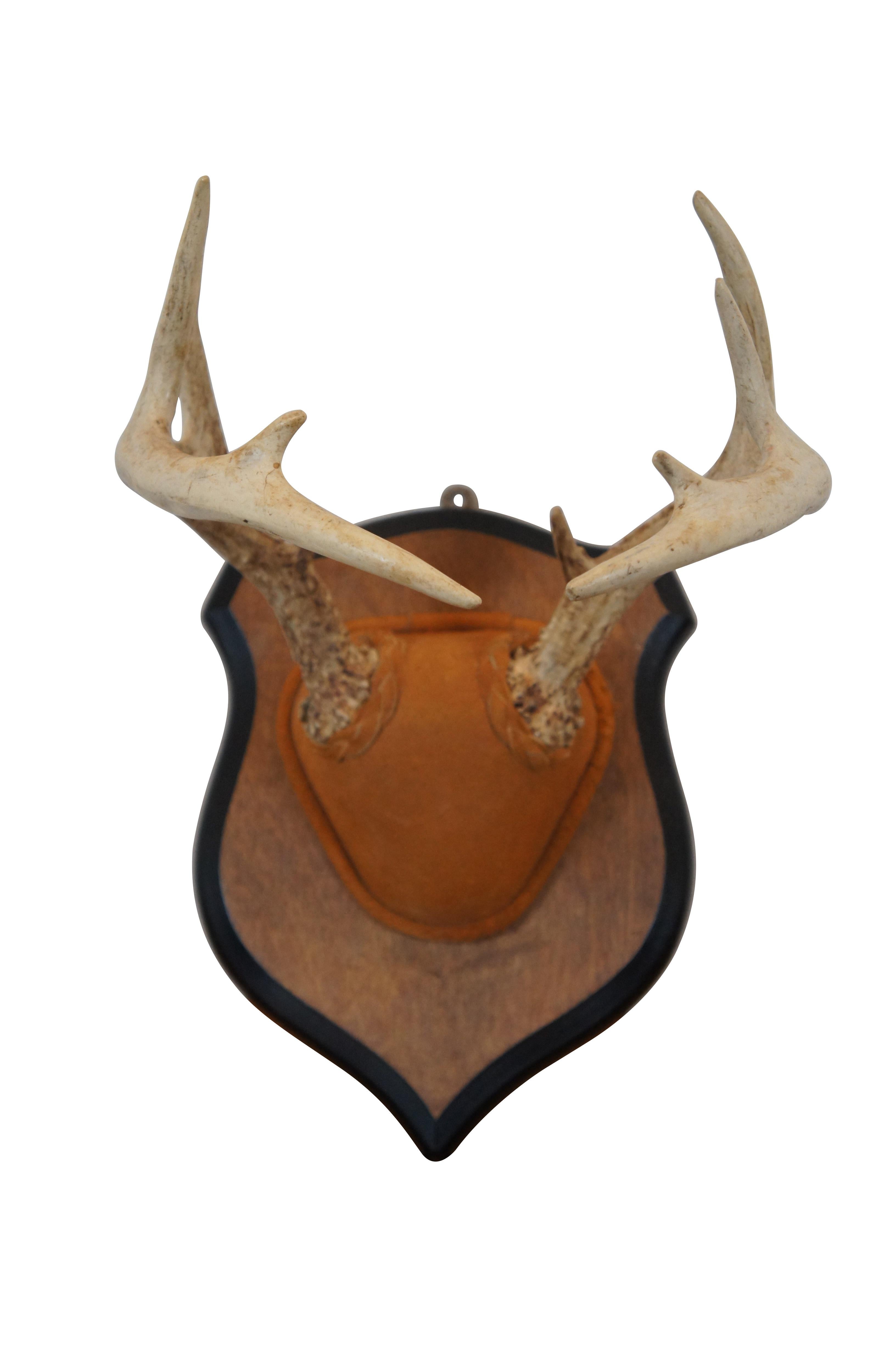deer skull cap mount