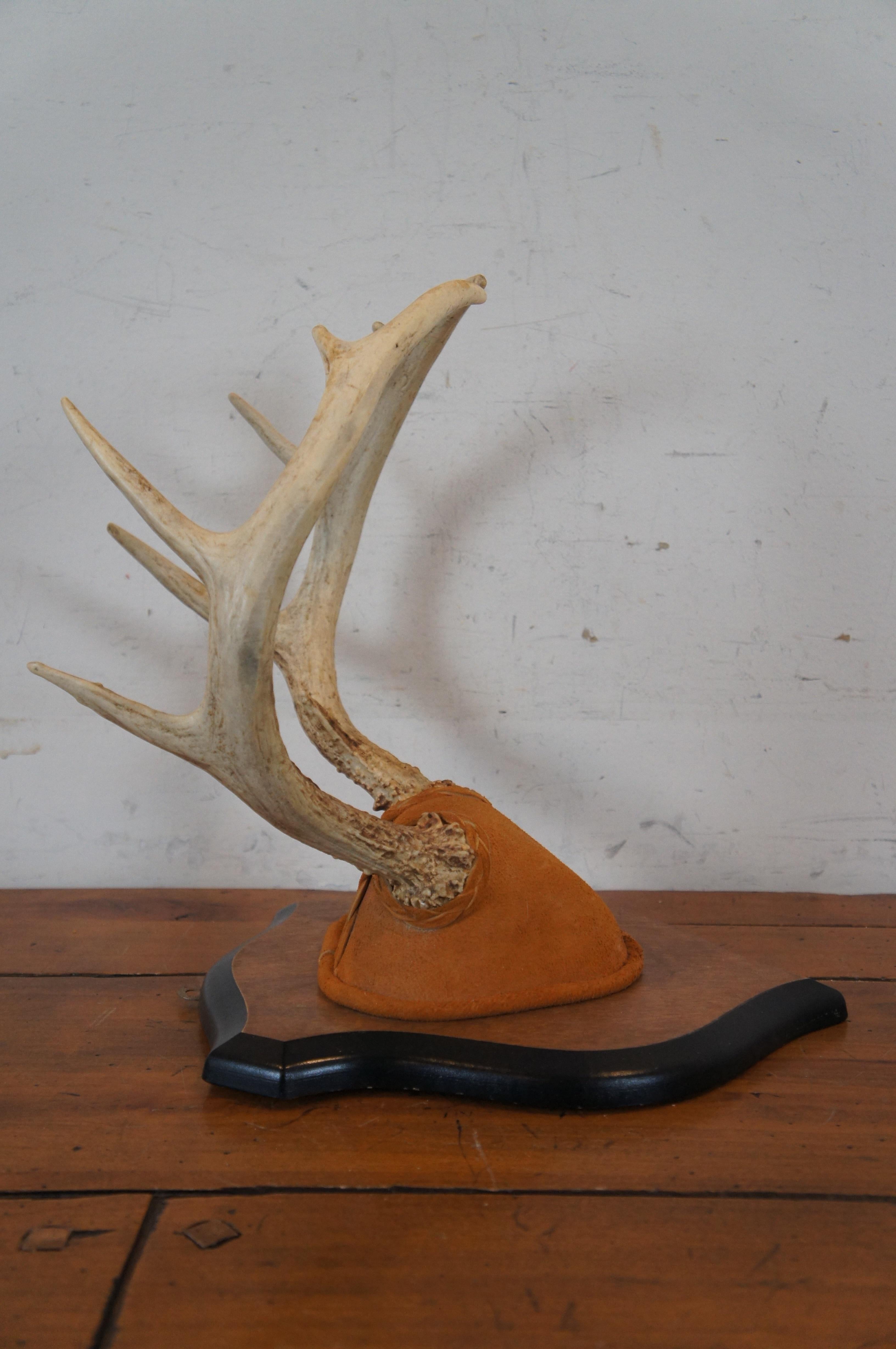 20th Century Vintage 10 Point Deer Antler Horn Suede Shield Plaque Taxidermy Mount 14