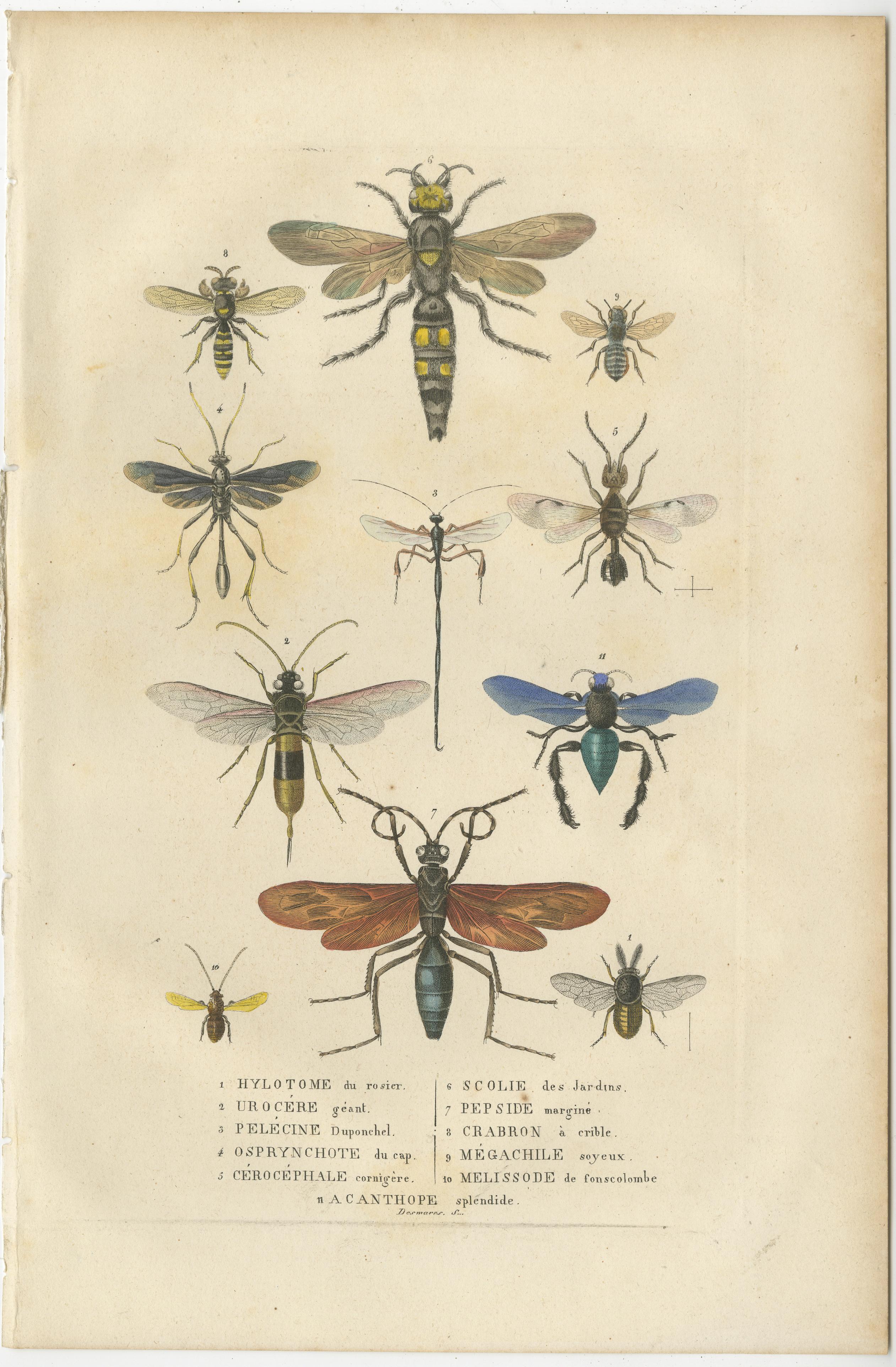 The engraving is a meticulously handcolored illustration from 1845, showcasing a collection of hymenopterans, which includes various bees and wasps. It features eleven different species, each labeled with its scientific name in French. The subjects