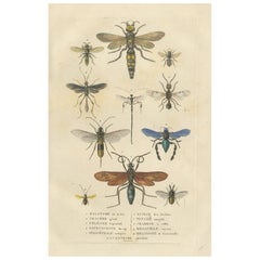 Antique 1845 Entomological Handcolored Engraving of Bee and Wasp Species