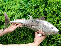 Vintage 1940s Spanish Silver Fish Sugar Box