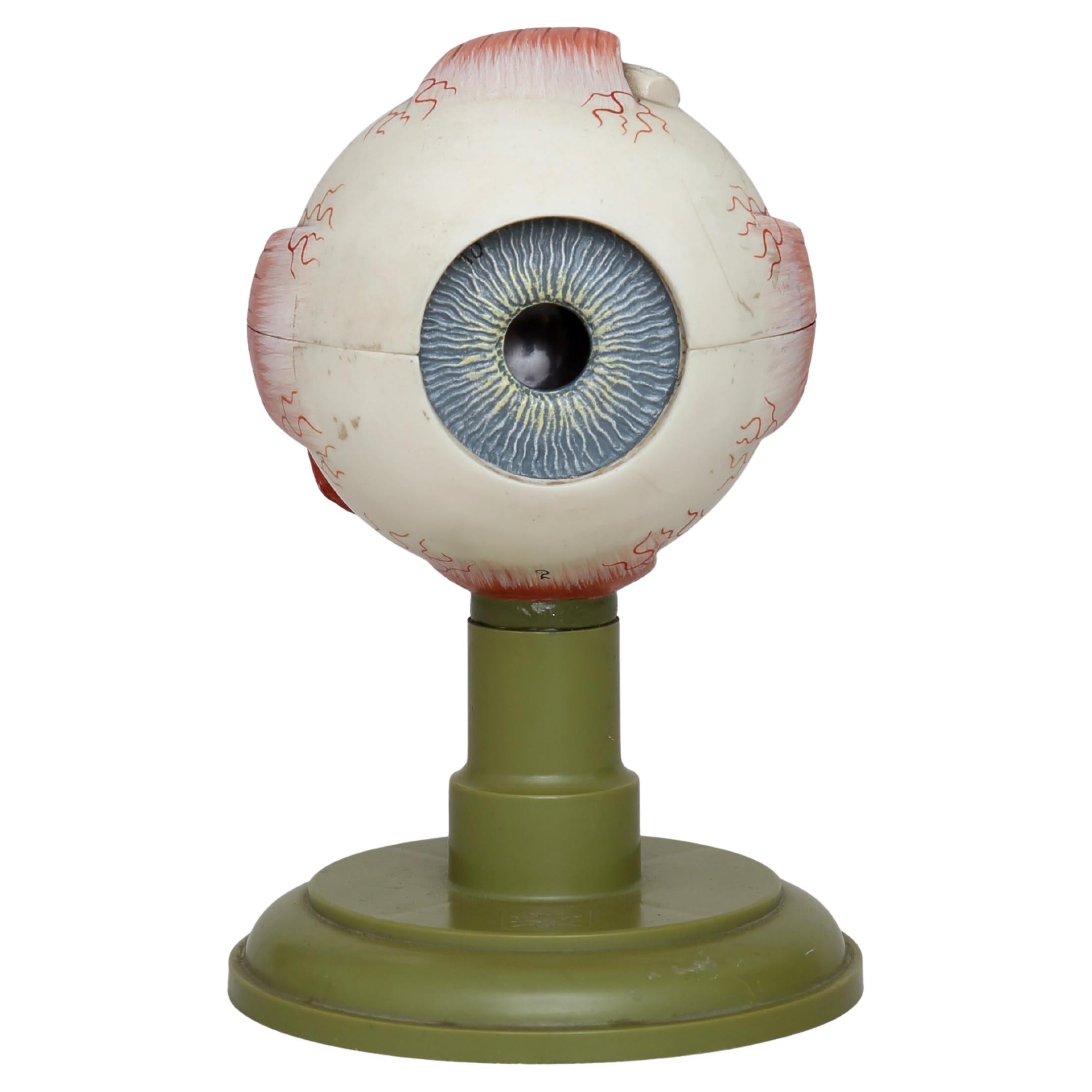 Vintage 1960s anatomical eye model, made by Sosmo (Germany)