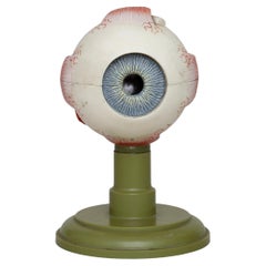 Vintage 1960s anatomical eye model, made by Sosmo (Germany)