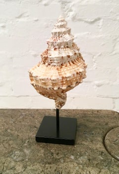 Vintage 1980s Bursa Bubo Seashell Mounted on a Custom Metal Stand
