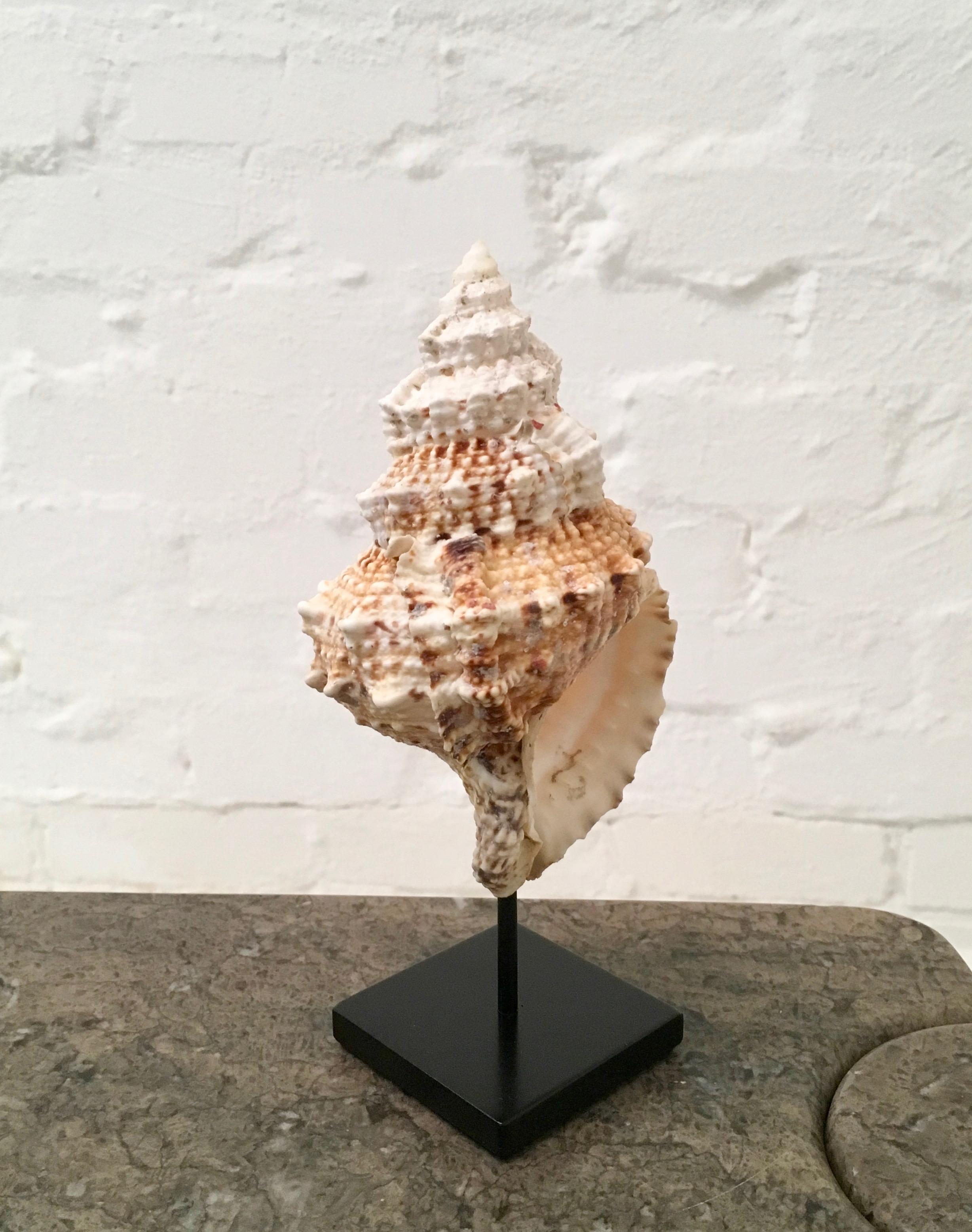 Vintage 1980s Bursa Bubo Seashell Mounted on a Custom Metal Stand In Good Condition In Melbourne, AU