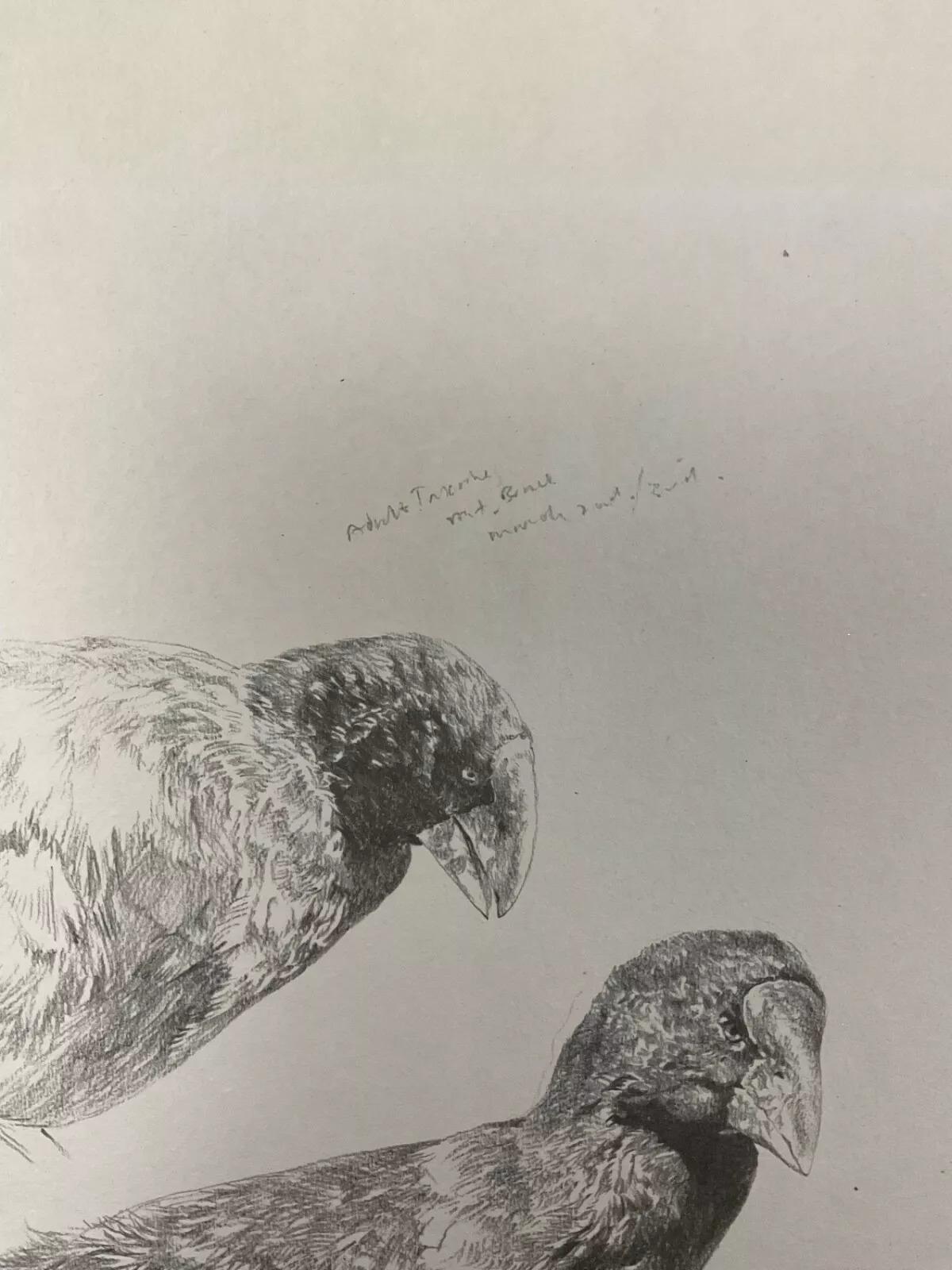 This vintage 1980s educational poster features a detailed black and white illustration of three birds, each depicted in a different pose. Measuring 26.8 inches (68 cm) in height and 20.9 inches (53 cm) in length, this poster is in good condition,