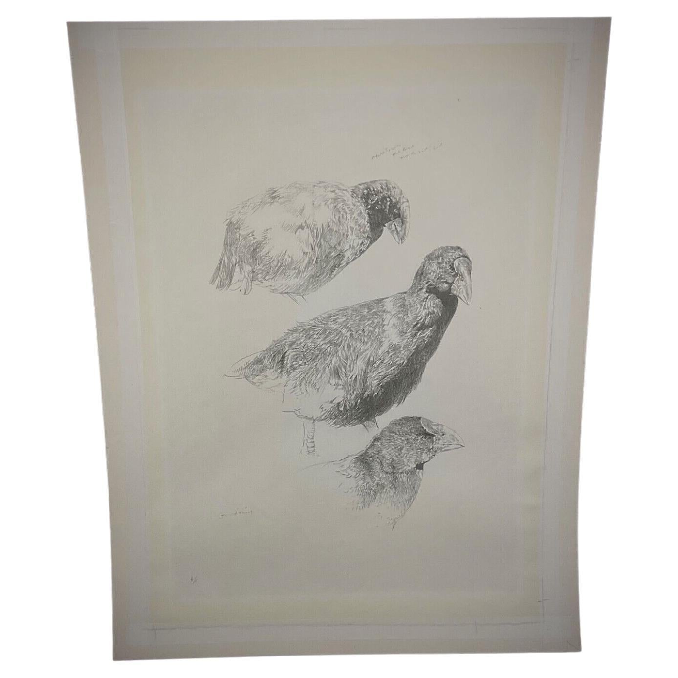 Póster educativo vintage de los años 80 sobre aves - Ilustración en blanco y negro - 2Y432