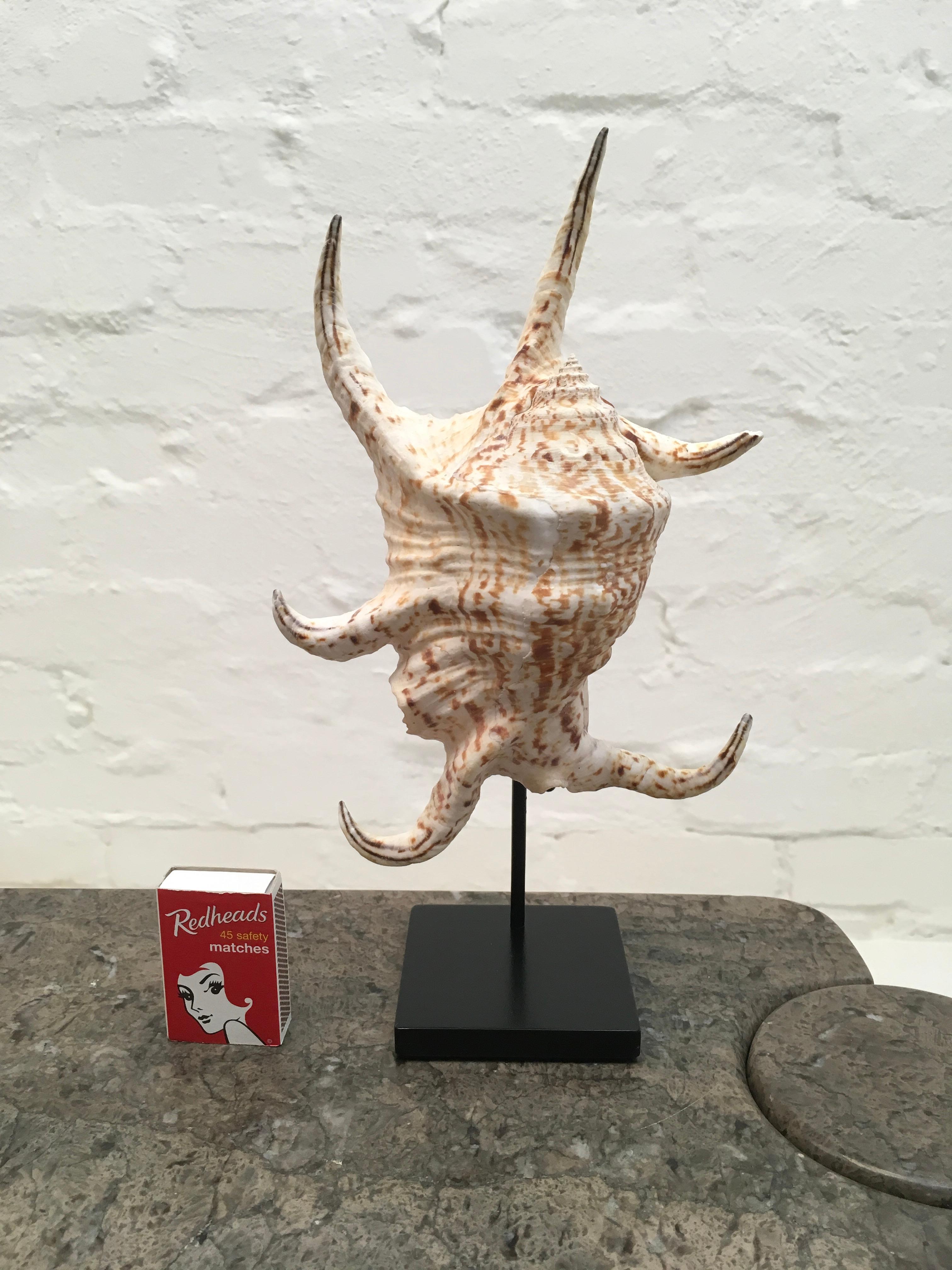 Vintage 1980s Spider Conch Shell Mounted on a Custom Display Stand 2