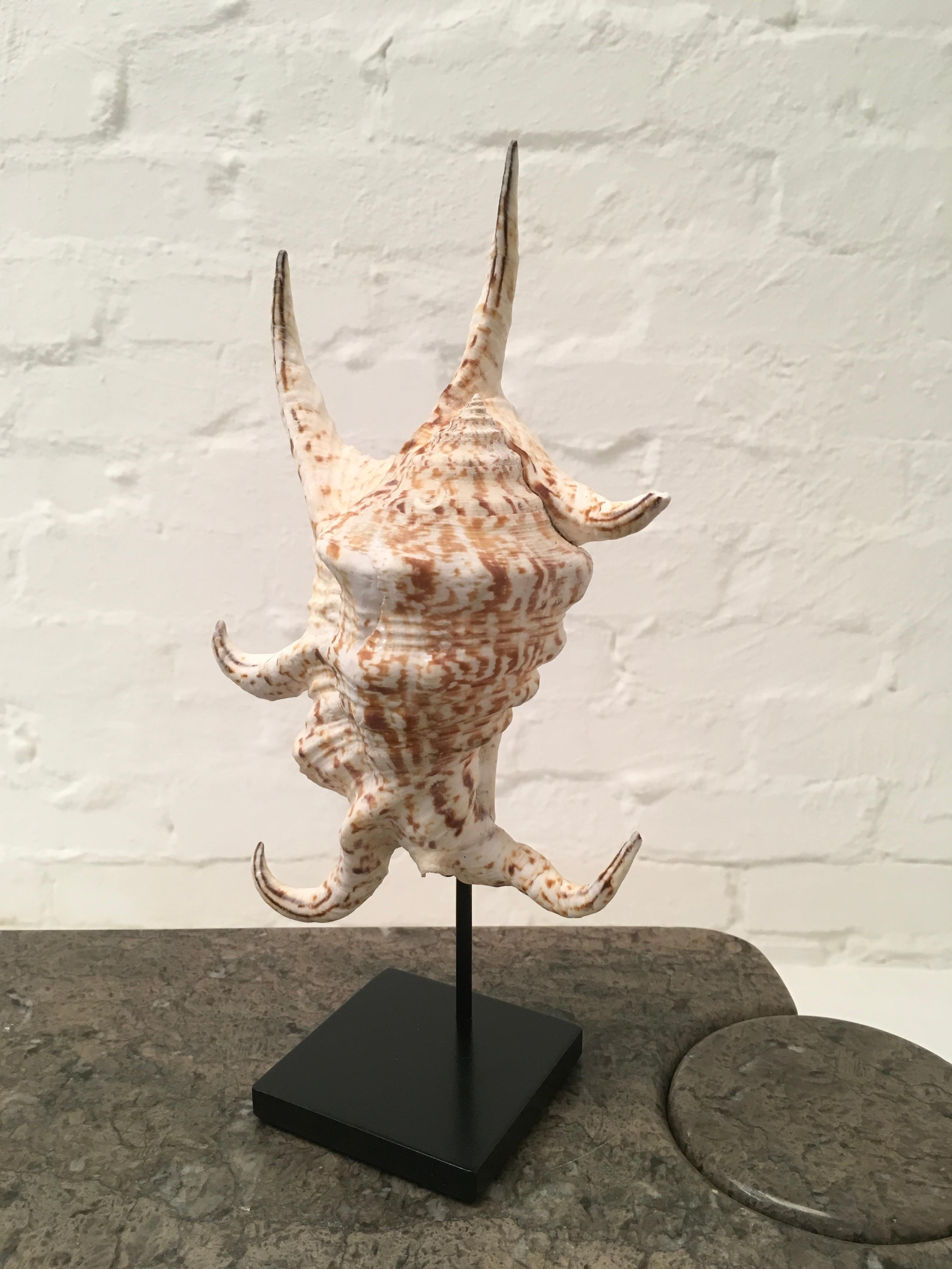 A beautiful vintage 1980s Lambis Chiragra (African Spider Conch) shell beautifully mounted on a handcrafted custom metal stand. Stand painted black, with felt to underside of base. 

The shell is a decent sized specimen, measuring 22.5cm x 15cm to