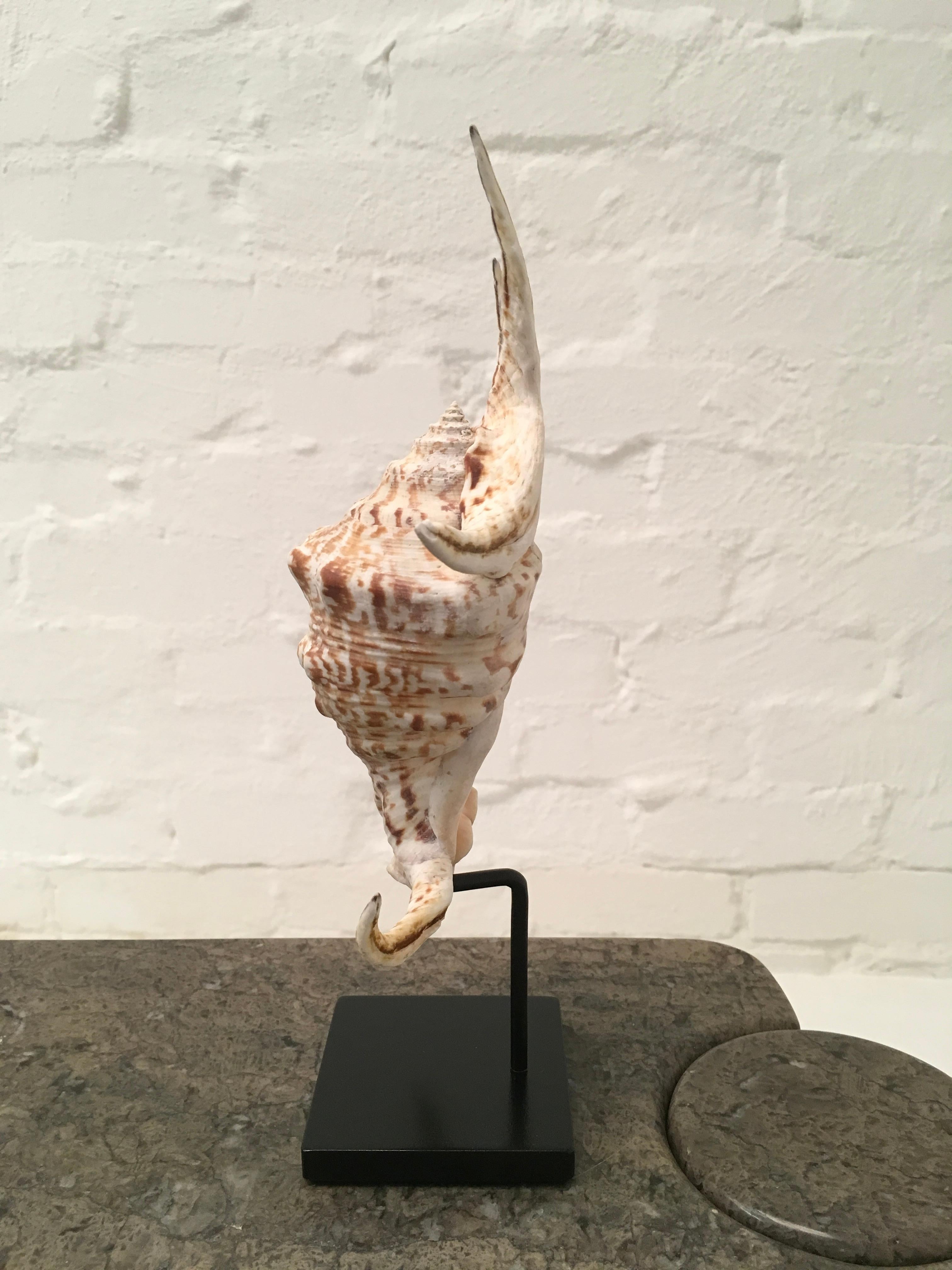 Mauritanian Vintage 1980s Spider Conch Shell Mounted on a Custom Display Stand