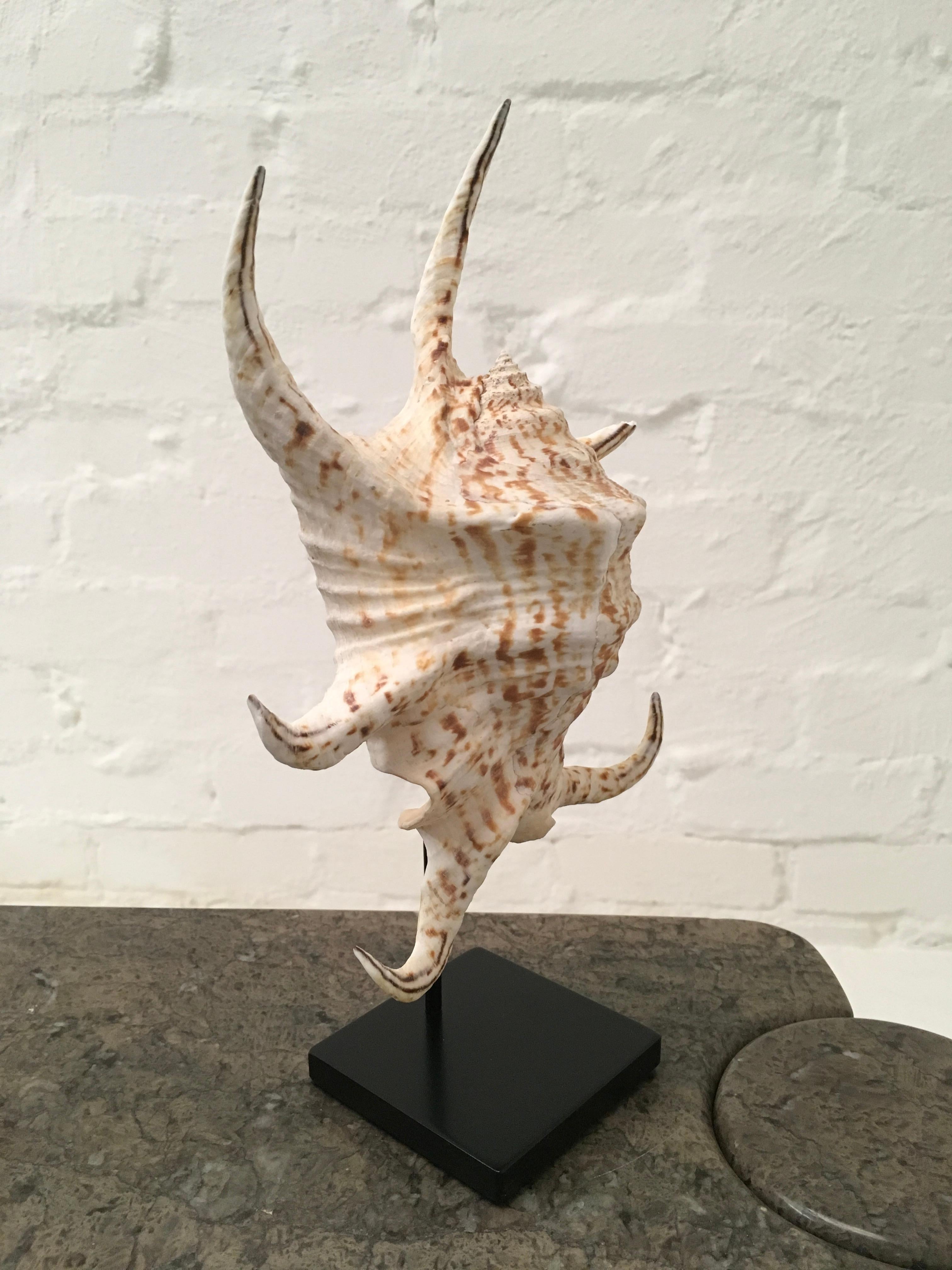 Vintage 1980s Spider Conch Shell Mounted on a Custom Display Stand In Good Condition In Melbourne, AU