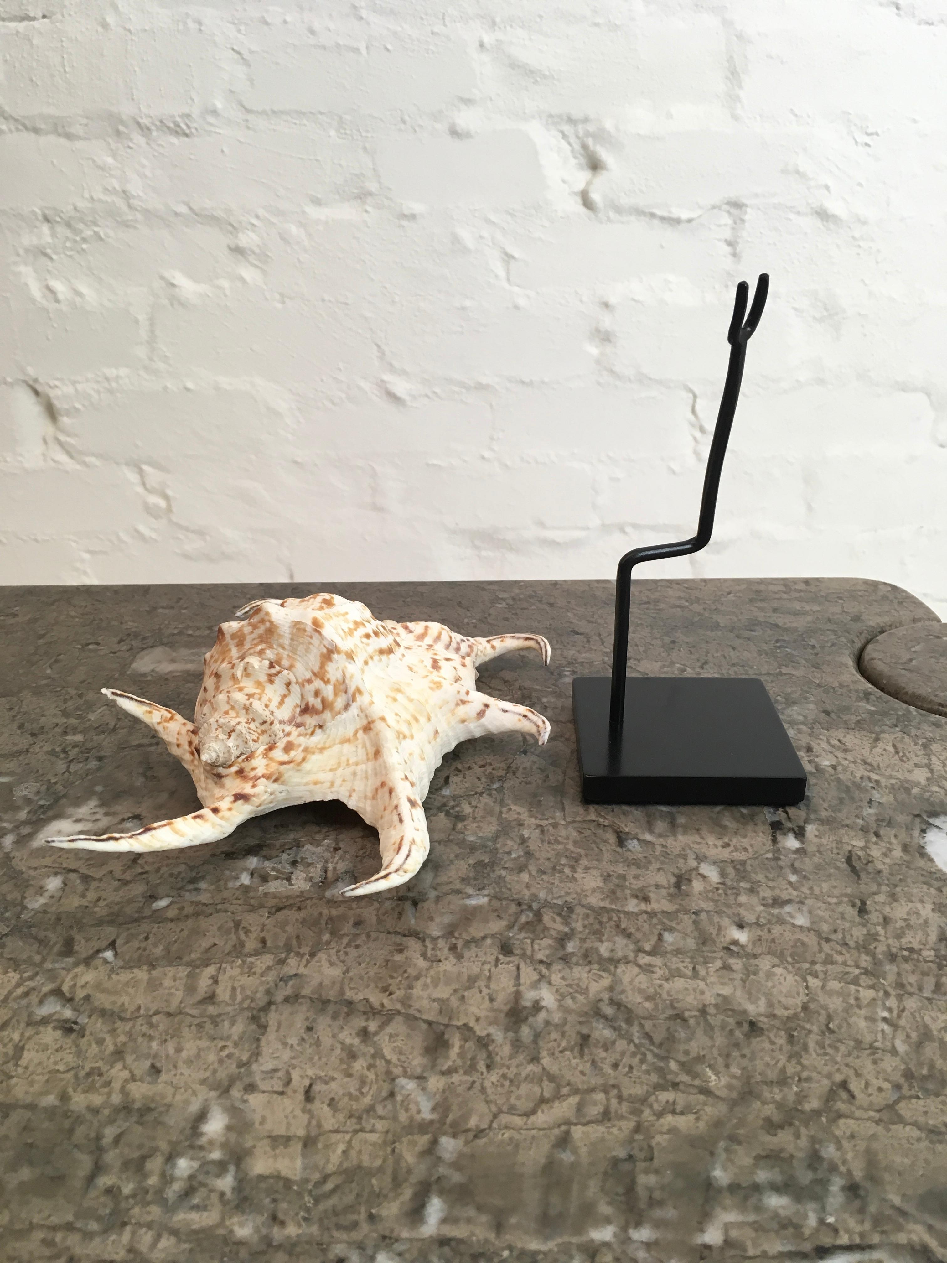 Late 20th Century Vintage 1980s Spider Conch Shell Mounted on a Custom Display Stand