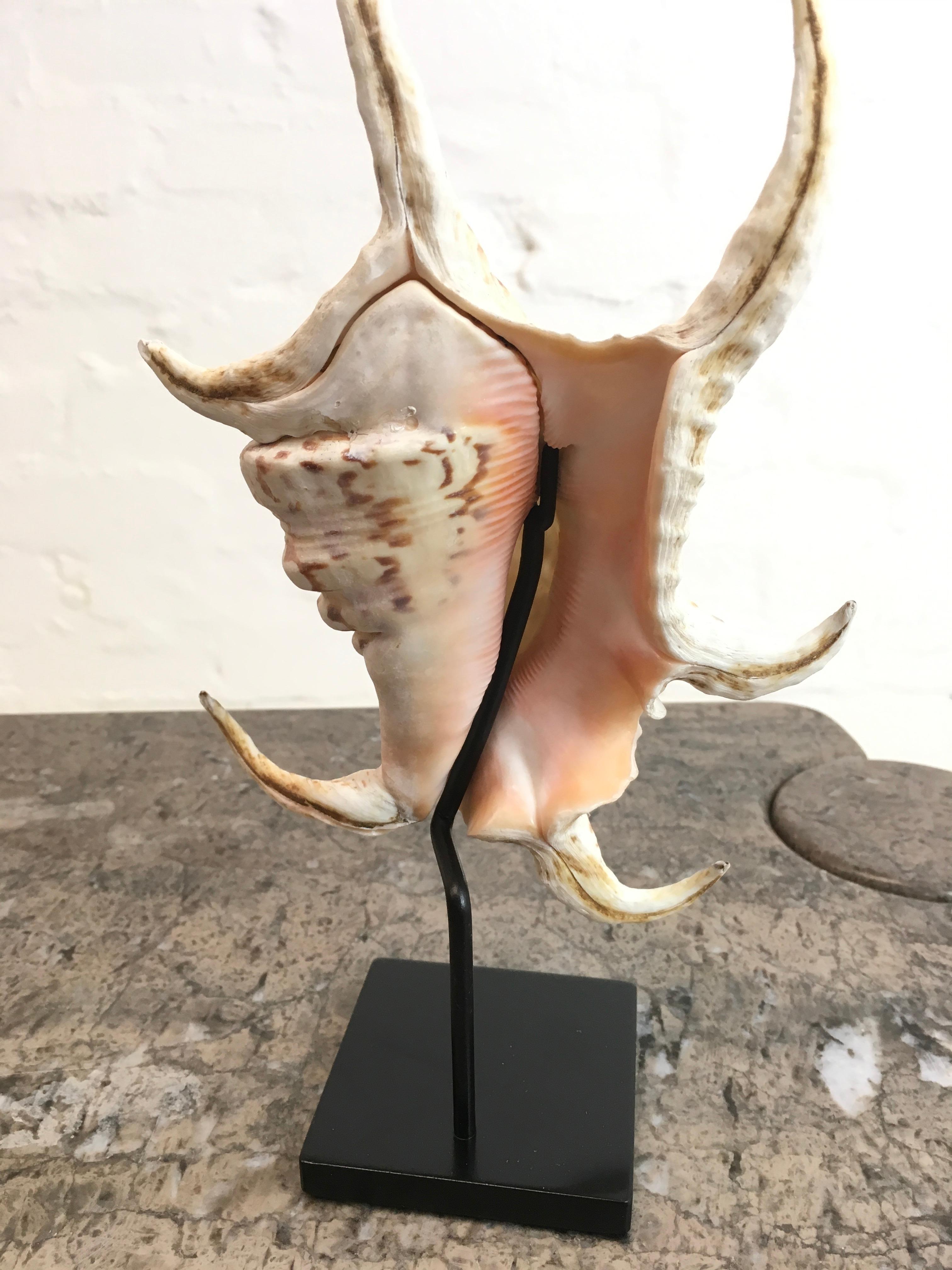 Vintage 1980s Spider Conch Shell Mounted on a Custom Display Stand 1