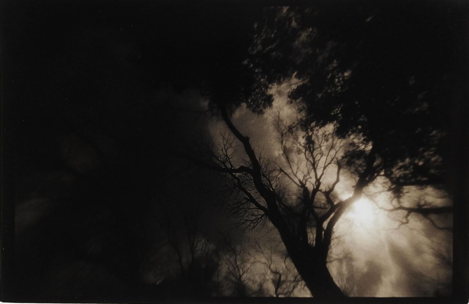 Rustic Vintage 1990's Sepia Toned Moody Sun & Tree Photograph For Sale