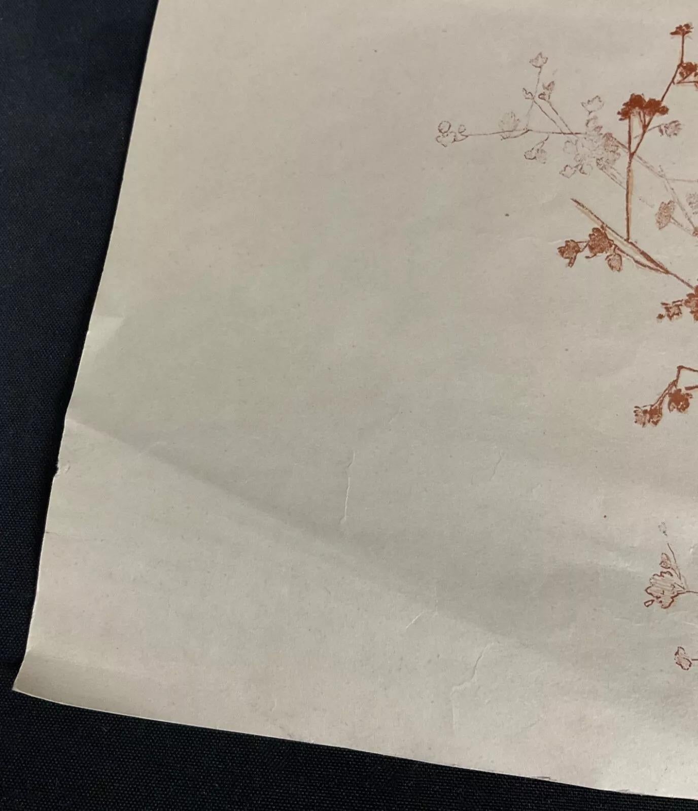 Questa straordinaria incisione dei primi del Novecento di Langer presenta un'elegante composizione di natura morta floreale, ricca di dettagli botanici e di fascino d'epoca. Stampata su carta di qualità e firmata a mano dall'artista, l'opera mostra