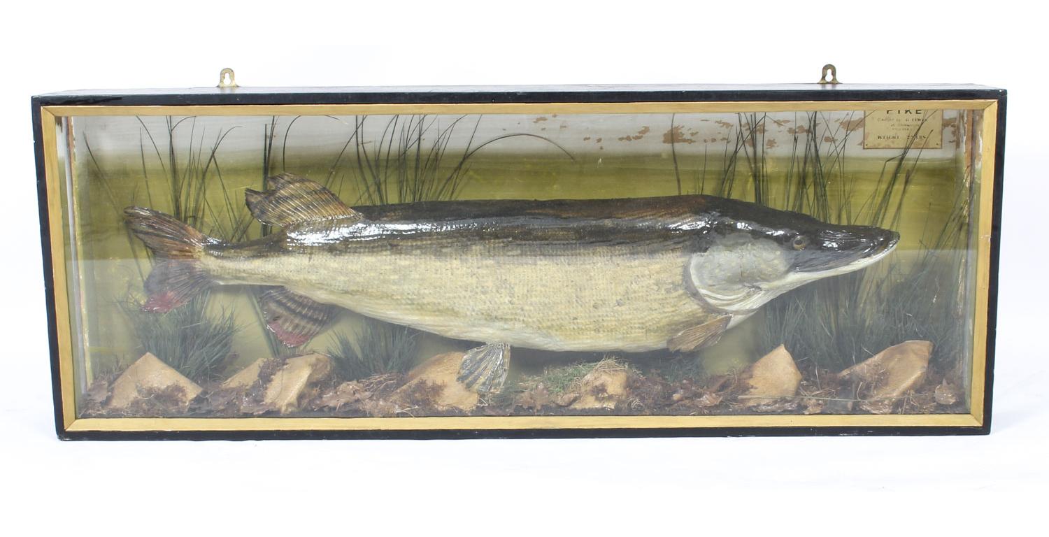 A 23lb stuffed pike mounted in a glazed case, measures: 17