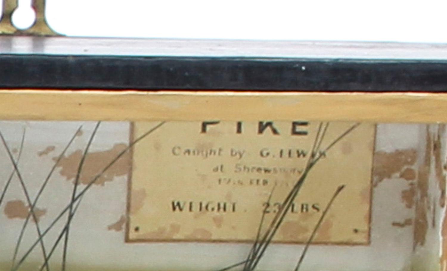 Ebonized Vintage 23lb Stuffed Pike Mounted in a Glazed Case Taxidermy, 20th Century
