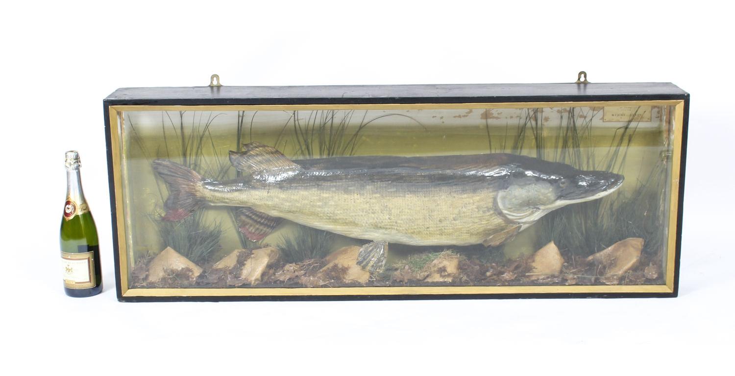 Vintage 23lb Stuffed Pike Mounted in a Glazed Case Taxidermy, 20th Century In Good Condition In London, GB