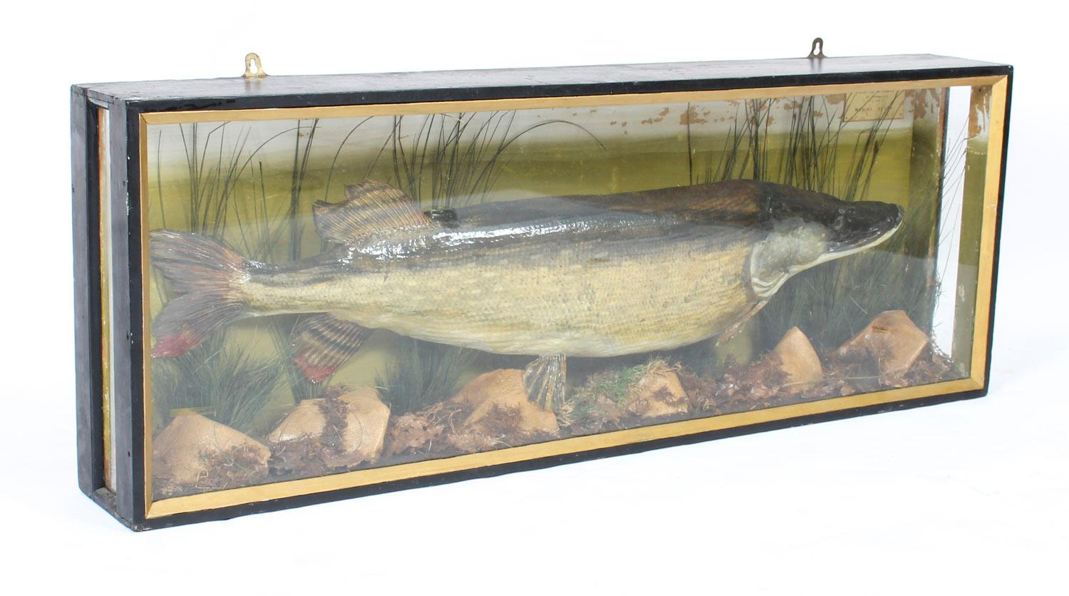 Mid-20th Century Vintage 23lb Stuffed Pike Mounted in a Glazed Case Taxidermy, 20th Century